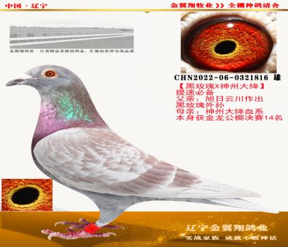 金翼翔·神州大绛