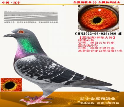 金翼翔·神州大绛