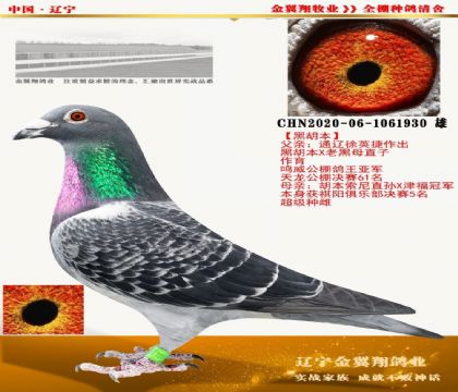 当前位置>信鸽拍卖首页>拍卖专题>查看拍卖商品>金翼翔·黑胡本