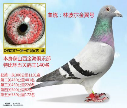 金海俱乐部特比环五关鸽王140名林波尔金翼号