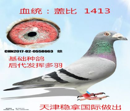 天津稳拿原舍盖比1413