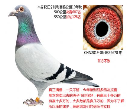 2019年公棚成绩鸽(东方不败)