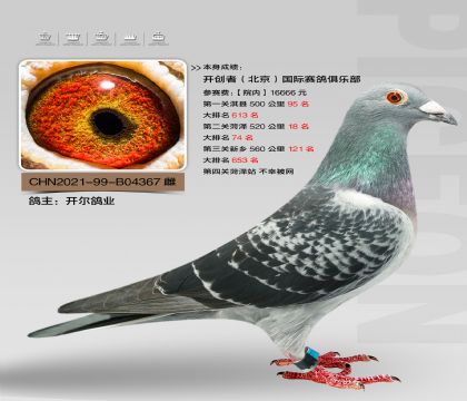 开尔鸽业交北京开创者国际赛鸽俱乐部520公里18名