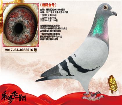 4-杨欧瓦可483近亲金母-开尔大棚参赛鸽