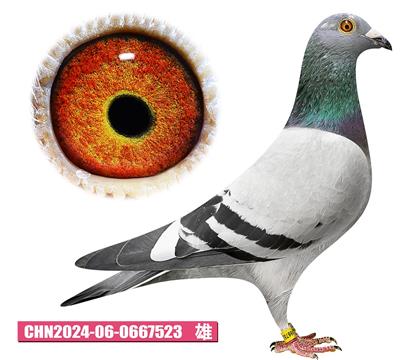 当前位置>信鸽拍卖首页>拍卖专题>查看拍卖商品>波西瓦-所向无敌523