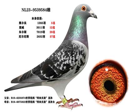 "所向无敌"近亲回血(奥尔良1385羽5名)