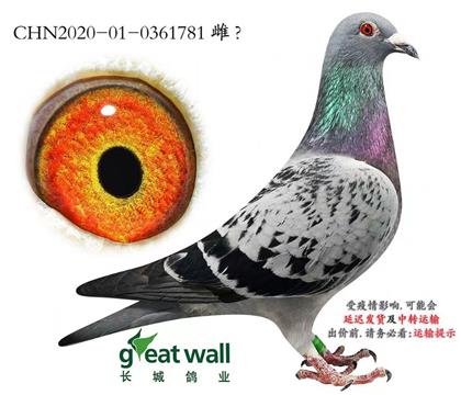 长城鸽业零缺陷