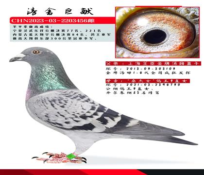 上海王臣"金牌汤姆"x鸽王9直女,开尔85同窝桑杰士