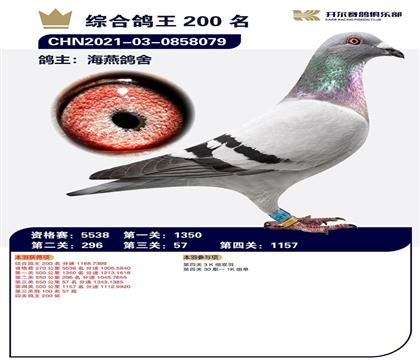 当前位置>信鸽拍卖首页>拍卖专题>查看拍卖商品>海燕鸽舍开尔高位