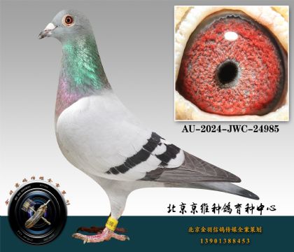 29-AU-2024-JWC-24985