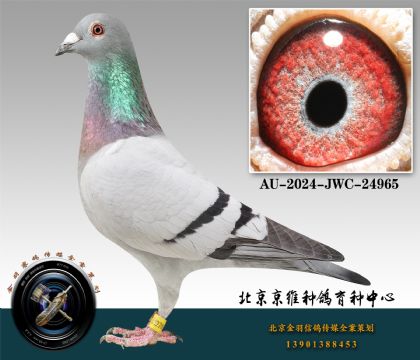 30-AU-2024-JWC-24965