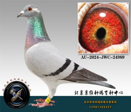 45-AU-2024-JWC-24989