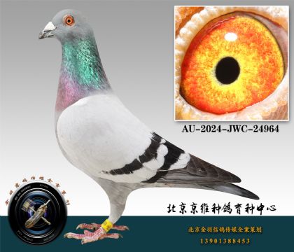 46-AU-2024-JWC-24964