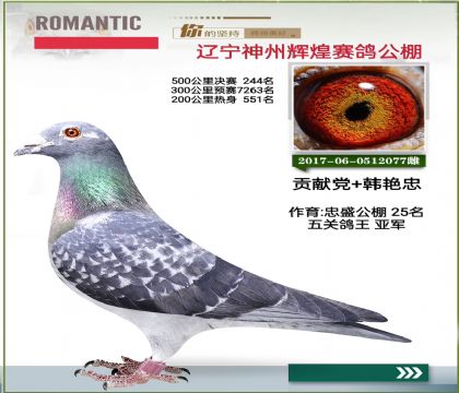 神州辉煌赛鸽公棚奖鸽功勋种鸽
