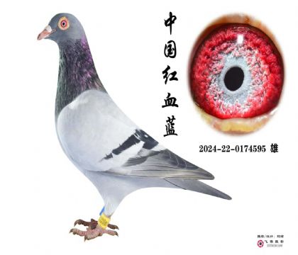 当前位置>信鸽拍卖首页>拍卖专题>查看拍卖商品>红血蓝