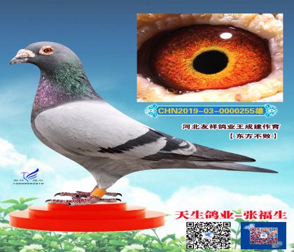 友祥王成建  东方不败近亲