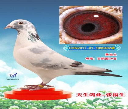 北京信鸽文化传媒信鸽拍卖 - 中信网铭鸽展厅