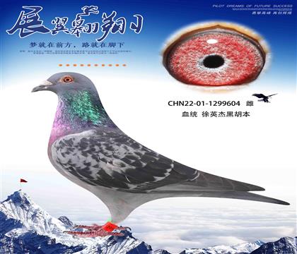 >信鸽拍卖首页>拍卖专题>查看拍卖商品>从不输钱的徐英杰黑胡本604