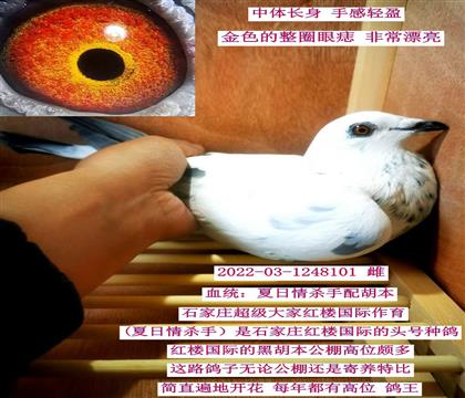 石家庄红楼国际(夏日情杀手配黑胡本)