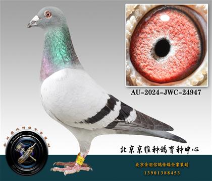 47-AU-2024-JWC-24947