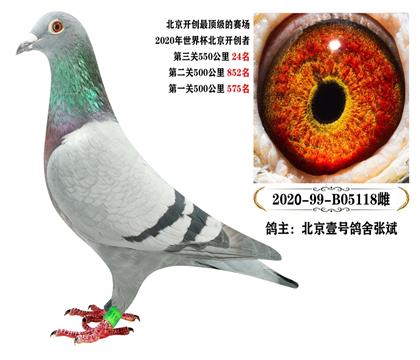 中国顶级赛事北京开创者550公里24名鸽主北京壹号鸽舍