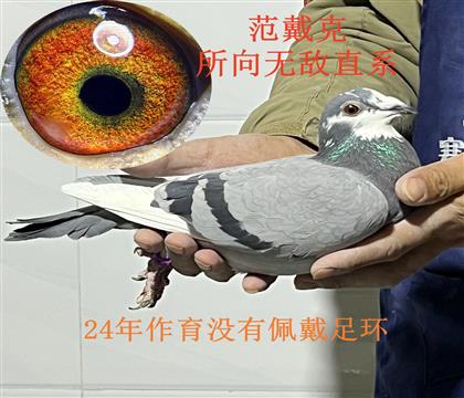 所向无敌直系 雌