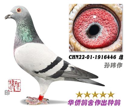 3--ױǺϵղɭ019ϵ-1916446-