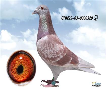 友祥:东方不败320