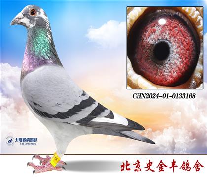 英格斯178直孙