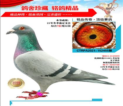 信鸽在线拍卖平台 - 中国信鸽信息网