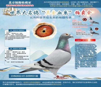 飞戈22-0499931雄