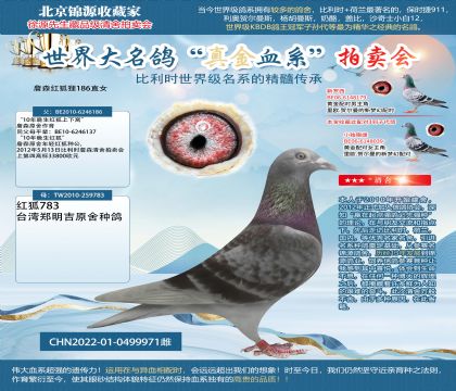 詹森红狐狸186直女22-0499971雌