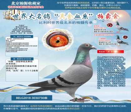 鲁迪.狄萨尔原舍-“托里托”