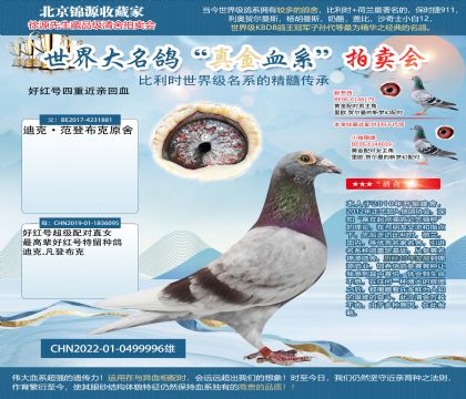 好红号四重近亲回血22-0499996雄