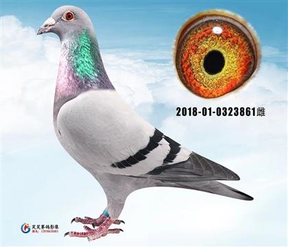 长城:梦想家王子直孙女,爱克外孙女861
