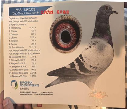 原环:利奥近亲226