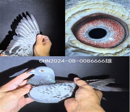 福良缘金环种鸽:詹森6666