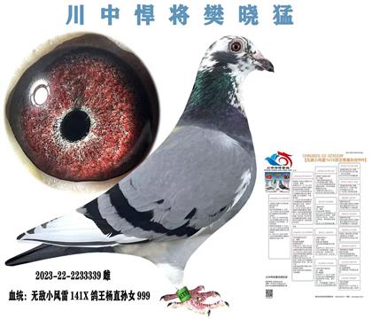 超级重点推荐 川中悍将