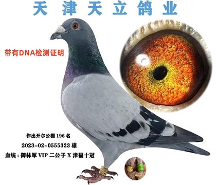 天津天立 御林军VIP二公子×津福十冠