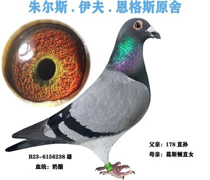 重点推荐朱尔斯。伊夫。恩格斯原舍