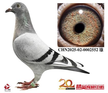 英格斯世界铭鸽“178”近亲直孙