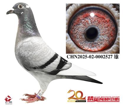 世界铭鸽“保时捷911”最高代近亲