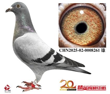 最佳基特尔家族全国鸽王直子