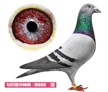 利奥-奥林匹克M080