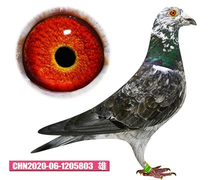 噶斯顿-魅影骑士803