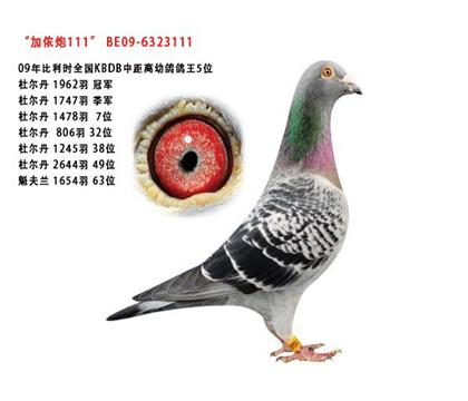 ũ111
