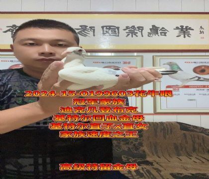 速度王,凡登布克基特尔直子x直女回血金母