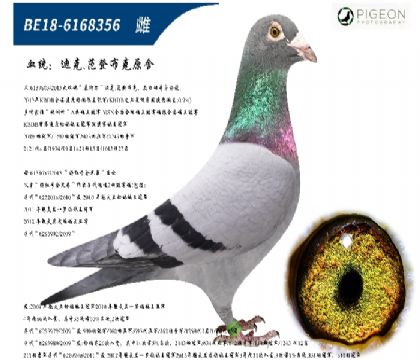 Ͽ˷ǲԭᣨضֱŮ