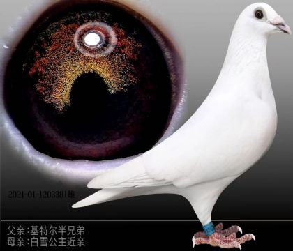 ѩ