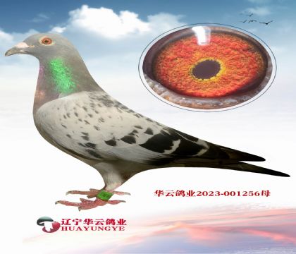 ΨһСϿý׻ѪXɣʿִ